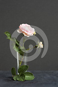 Park pink rose in the vase on the dark background