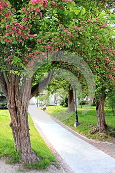 Park place with green grass and trees