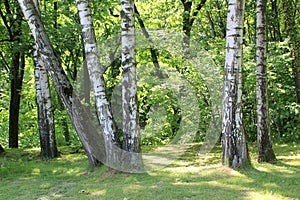 Park place with green grass and trees