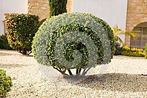 Park planting of green shrubs shorn by a round shape