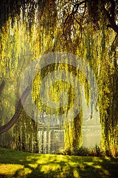 Park with pond and willow trees