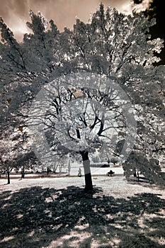 Park in Poznan, Poland