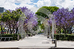 Park in Puerto Madero with Jacaranda trees with violet flowers