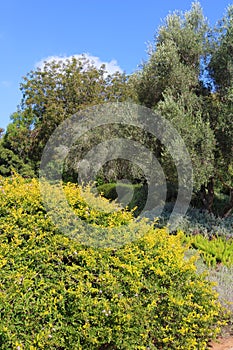 Park Ramat Hanadiv, Memorial Gardens of Baron Edmond de Rothschild, Zichron Yaakov, Israel