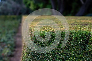 Park Ramat Hanadiv, Memorial Gardens of Baron Edmond de Rothschild, Zichron Yaakov, Israel