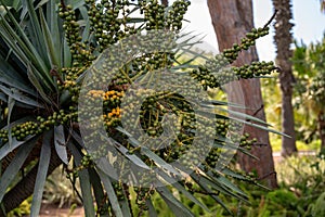 Park Ramat Hanadiv, Memorial Gardens of Baron Edmond de Rothschild, Zichron Yaakov, Israel