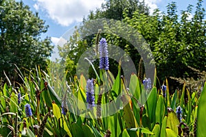 Park Ramat Hanadiv, Memorial Gardens of Baron Edmond de Rothschild, Zichron Yaakov, Israel