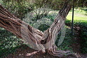 Park Ramat Hanadiv, Memorial Gardens of Baron Edmond de Rothschild, Zichron Yaakov, Israel