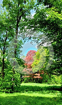 A park in the rays of the midday sun with a beech tree in the center