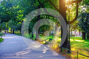 Park and recreation area in the city, Green lawn and tree