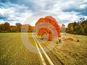 Park with red maples trees, agriculture field, dirt country road