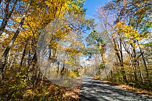 Park road lined with trees covered in brilliant fall foliage in yellow, orange, red against a vivid blue sky