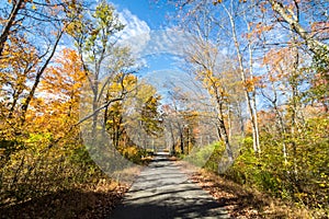 Park road lined with trees covered in brilliant fall foliage in yellow, orange, red against a vivid blue sky