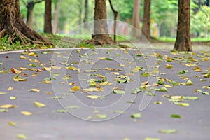 Park road view with many green yellow leaves falling from the trees into ground floor