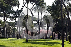 Park in Rome in spring morning, pine trees, green grass on the lawn