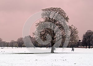 Park Scene in Snow