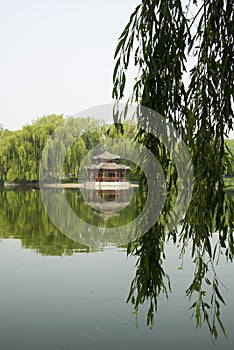 Park scenery, willow, willow, pavilion, the reflec