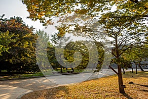 A park in Seoul with trees in autumn colours, at Gyeongbokgung Palace