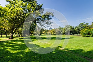 Park with shadow of green tree