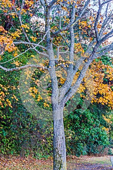 Park Shoreline Bare Tree 2