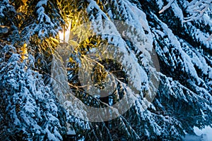 In the park  between the snow-covered Christmas trees  a yellow lantern shines