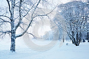 A park in the snow. Walk through the winter forest on the shore of the lake