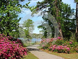 Park in spring
