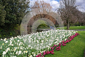 Park with spring flowers