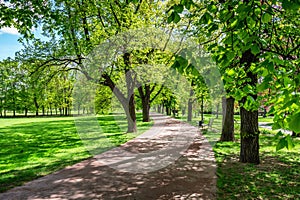 Park in the spring with green lawn, sun light. Stone pathway in
