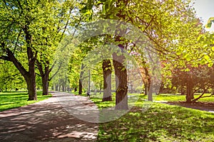 Park in the spring with green lawn, sun light. Stone pathway in