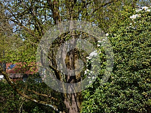 Park in Spring at the River Boehme in the Town Soltau, Lower Saxony