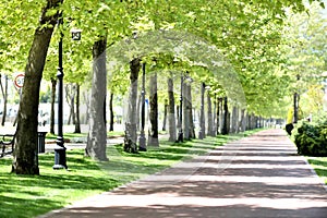 Park in spring