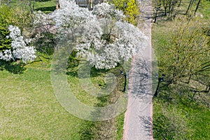 Park in springtime cherry blossom season. aerial view