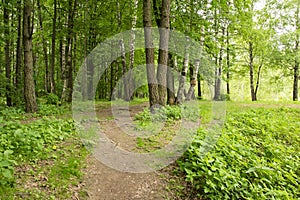 Park summer landscapepicnic area, paths, river