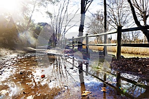 Park sunset.Reflections on water puddle