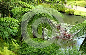 Park Terra Nostra Furnas Azores.