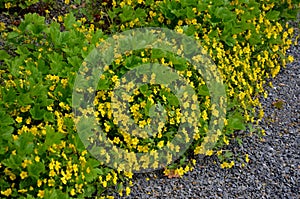 In the park there is a bed of mulched with gray gravel and a low yellow cushion-like plant blooms here, a perennial herb. It bloom