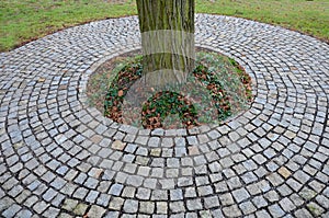 In the park there is a path surrounding a tree growing directly in the compositional axis of the historic garden. The cobblestones