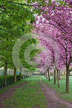 Park trail between brown and japanese cherry trees