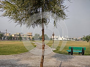 Park tree beanch grass walkway