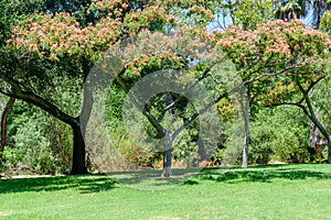 Park tree in Southern California