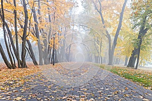 Park trees with bright orange and yellow leaves in foggy autumn morning