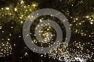 Park trees covered with bulb string lights.