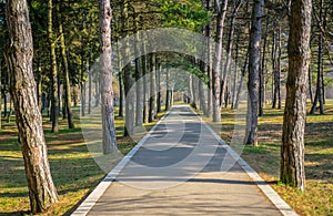 Park with trees grass and path