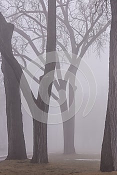 Park trees in thick fog