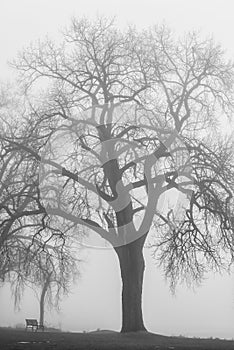 Park trees in thick fog