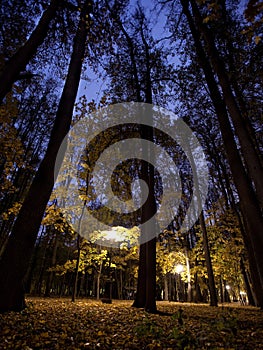 Park in Tsaritsino at night