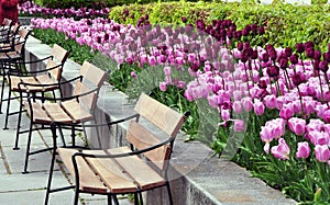 Park with tulips and benches.