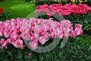 Park with variety of beautiful tulip flowers. Spring season