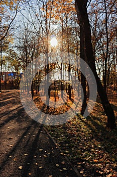 Park view in autumn sun and orange leaves